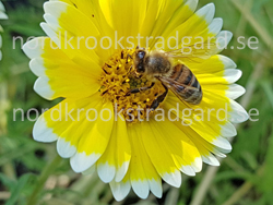 Honungsbi p� Guldgr�varblomma